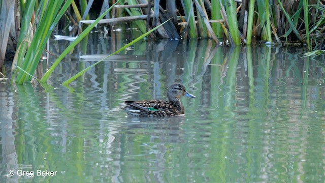 Green-winged Teal (American) - ML610461883