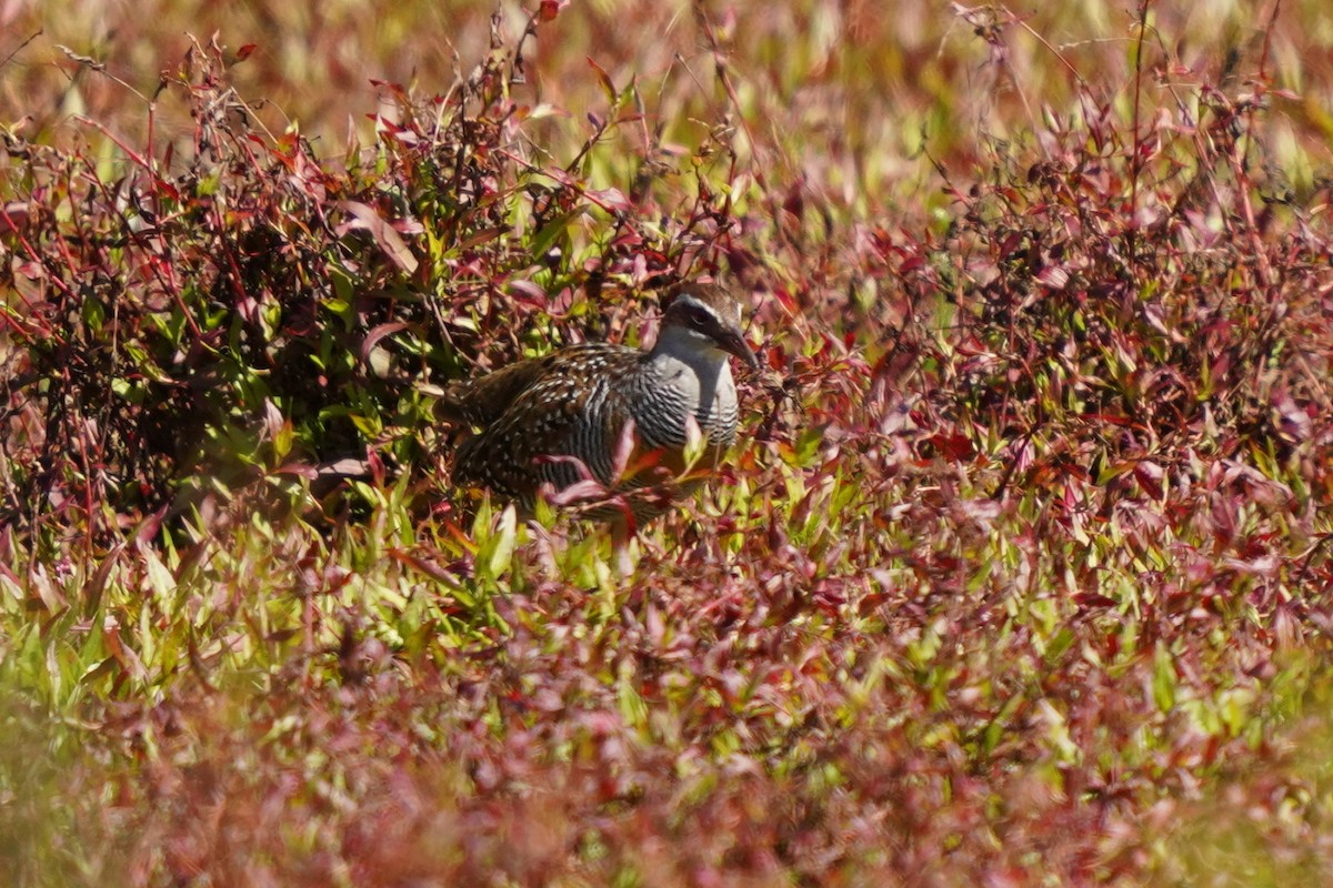 Buff-banded Rail - ML610462588