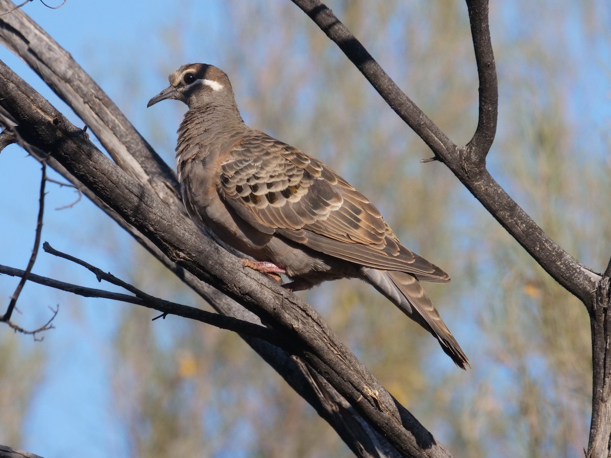 Common Bronzewing - ML610462602