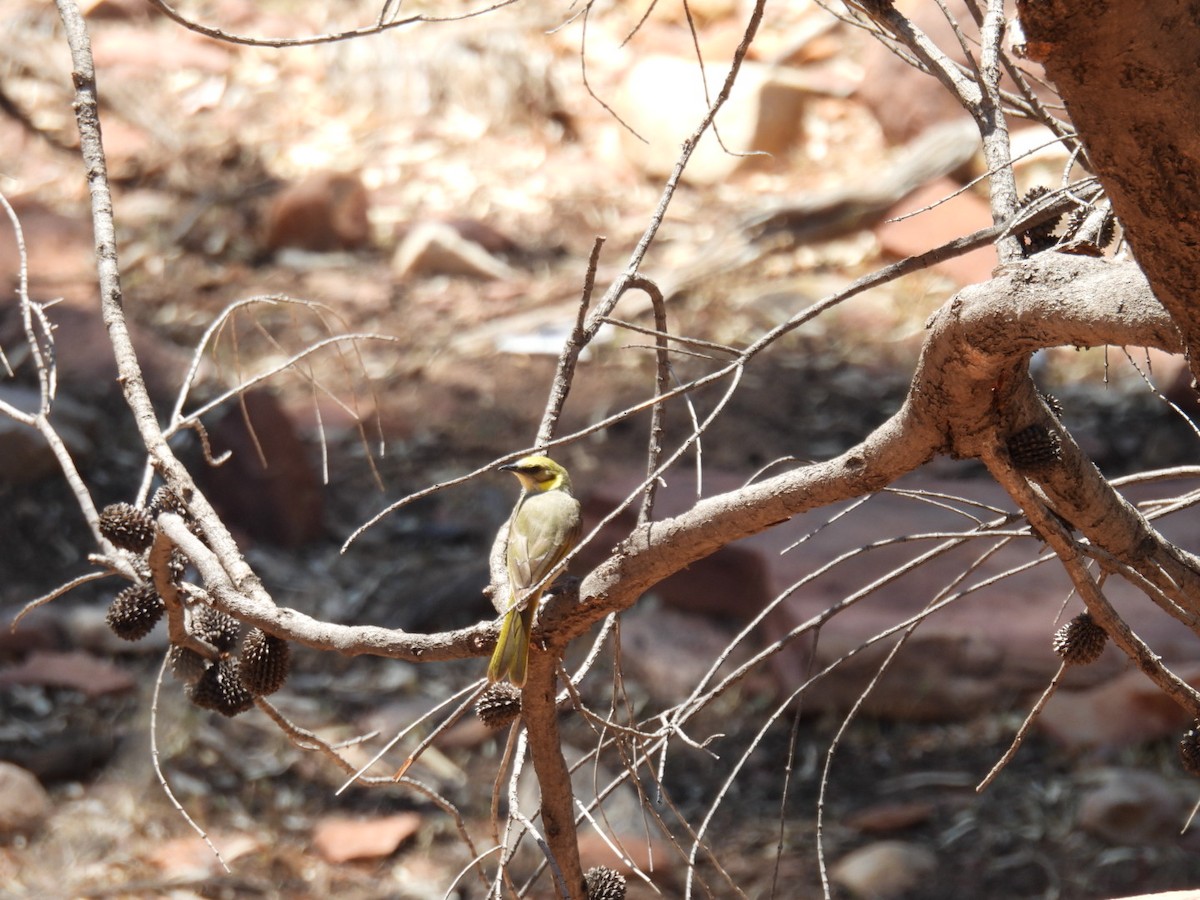 Gray-fronted Honeyeater - Helen Erskine-Behr