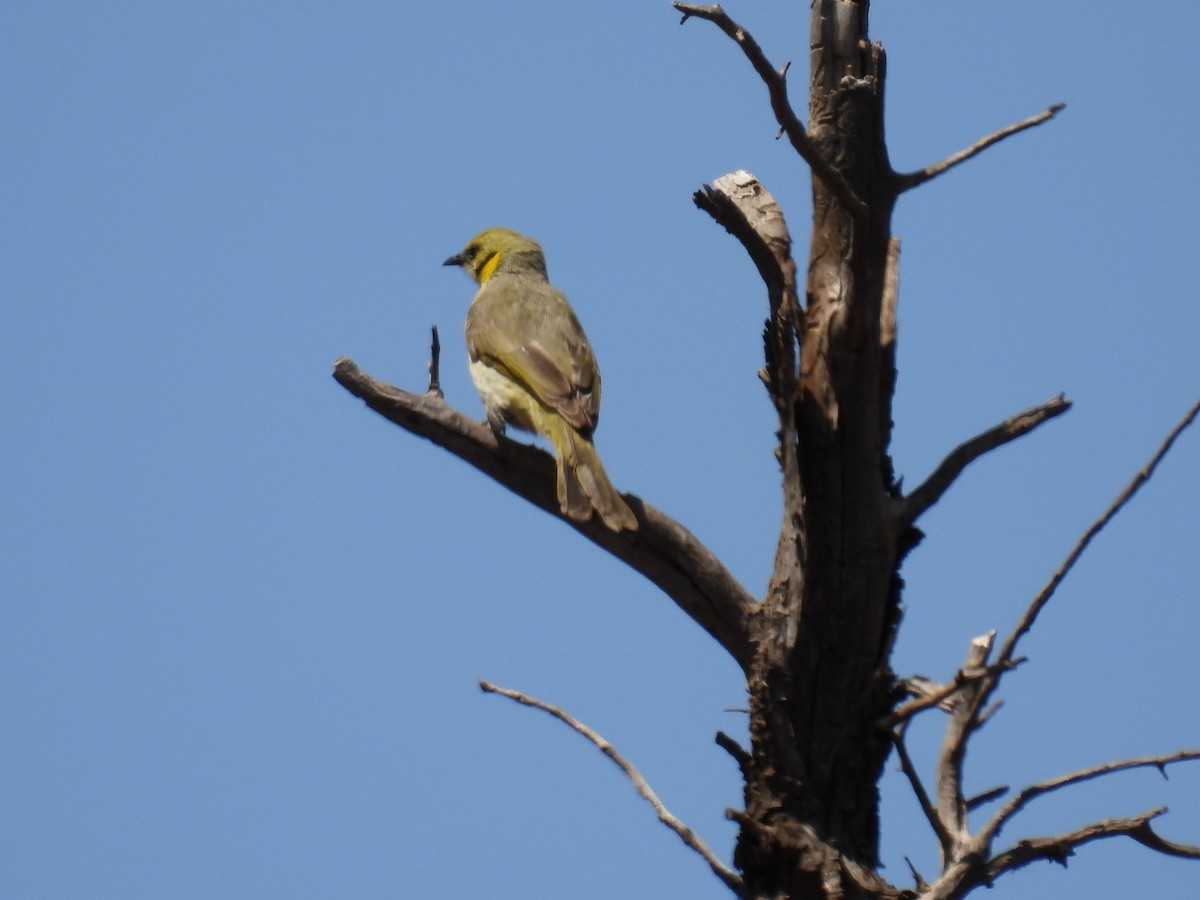 Gray-fronted Honeyeater - ML610462614