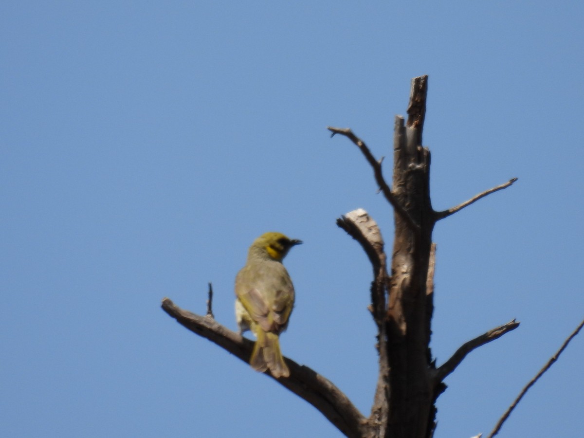 Gray-fronted Honeyeater - Helen Erskine-Behr