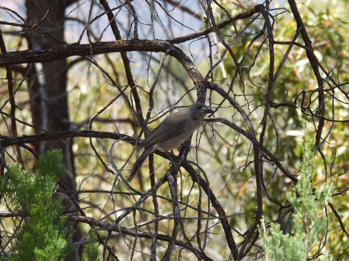 Gray Shrikethrush - ML610462646