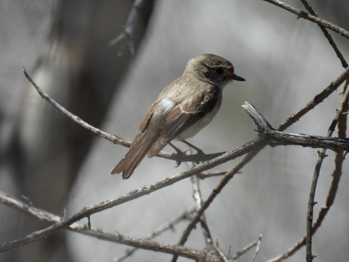 Red-capped Robin - ML610462716