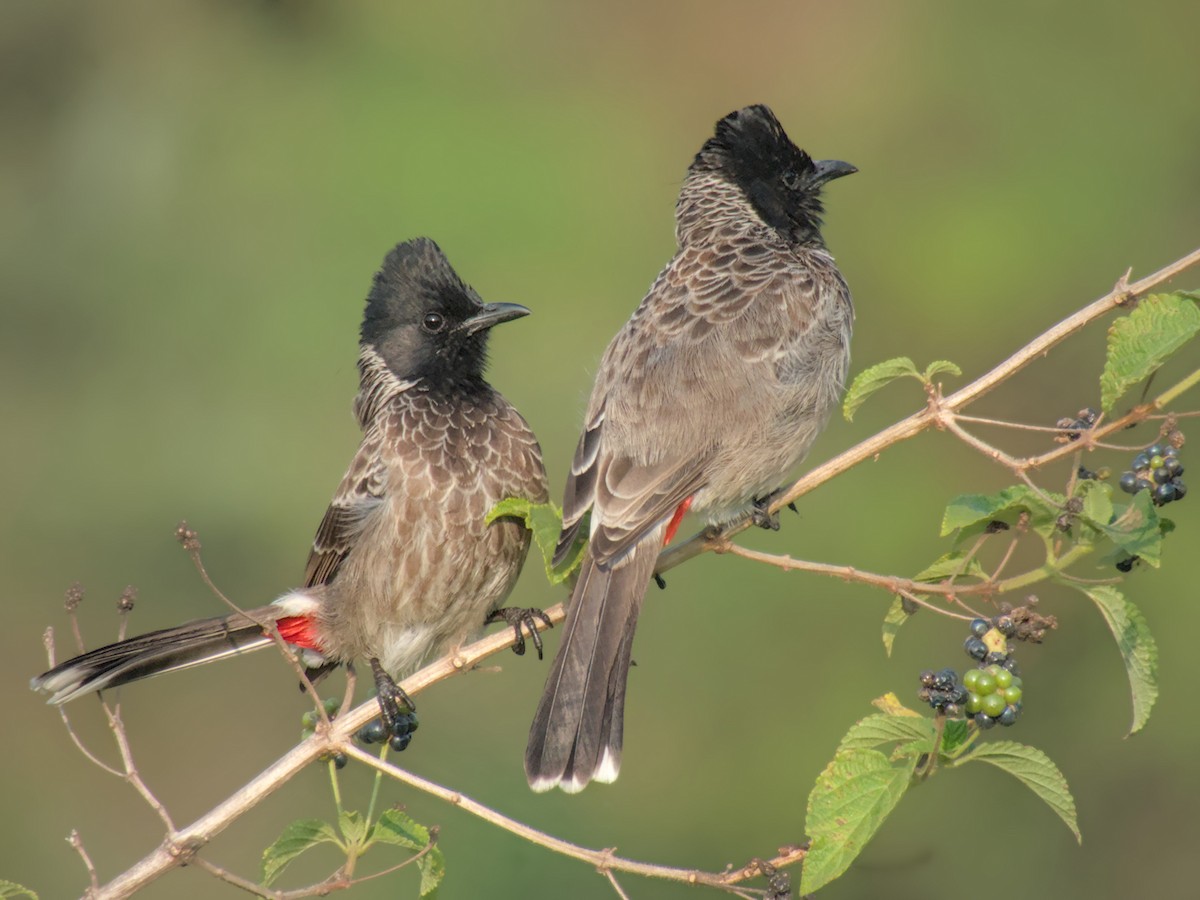 Red-vented Bulbul - ML610462809