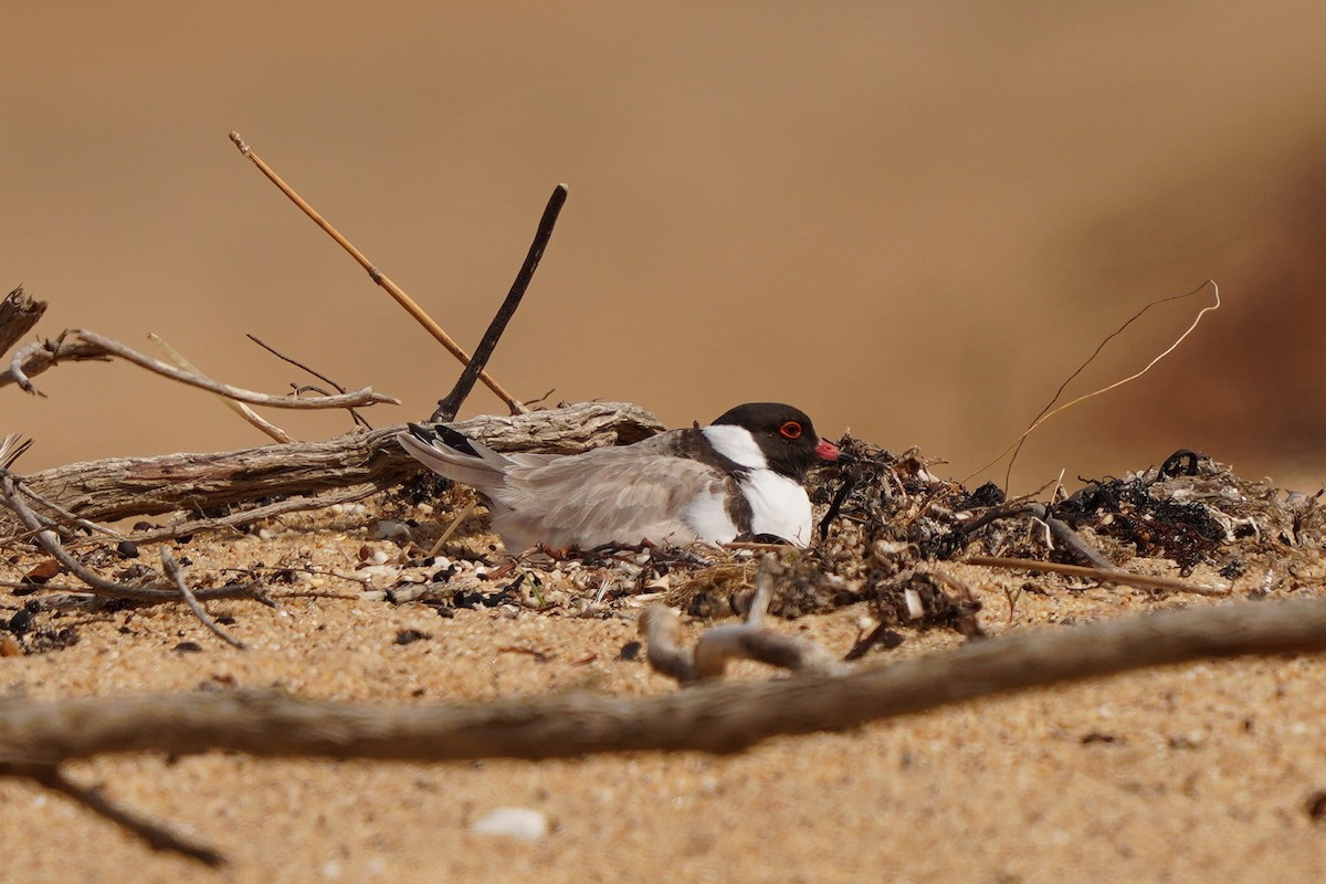 Hooded Plover - ML610462839