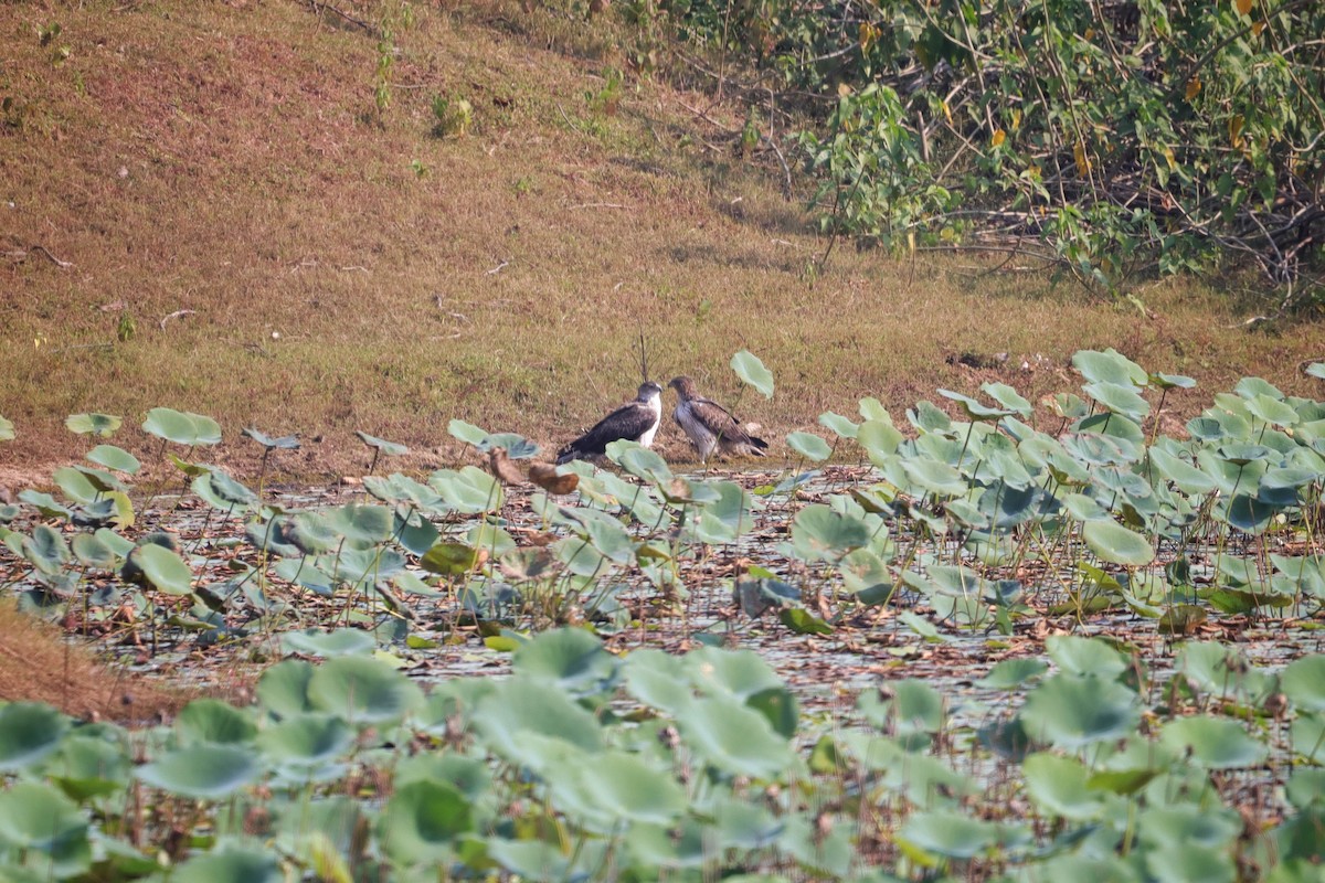 白腹鵰 - ML610463015