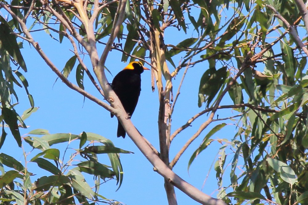 Regent Bowerbird - ML610463037