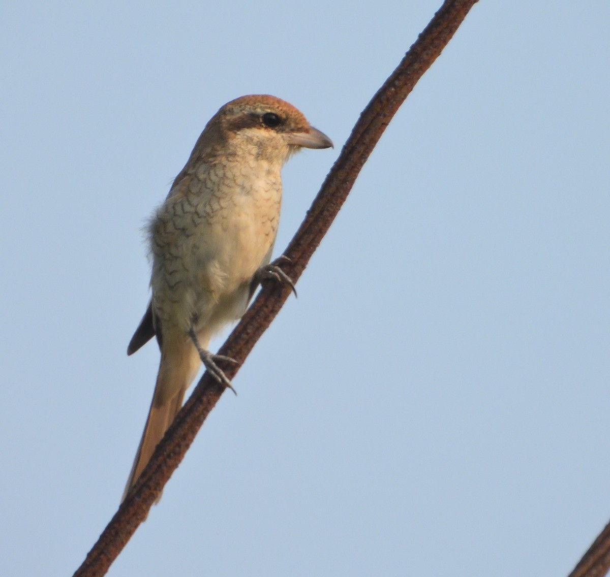 Brown Shrike - ML610463056