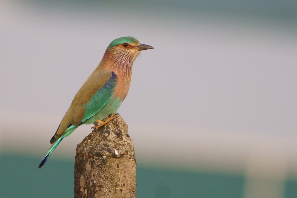 Indian Roller - ML610463070