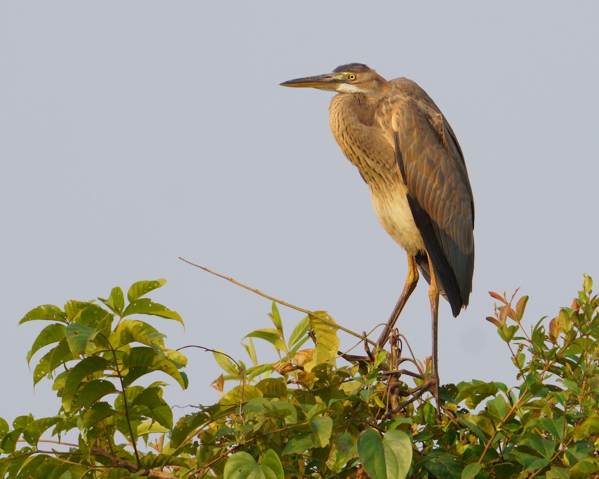 Purple Heron - Amit Bandekar