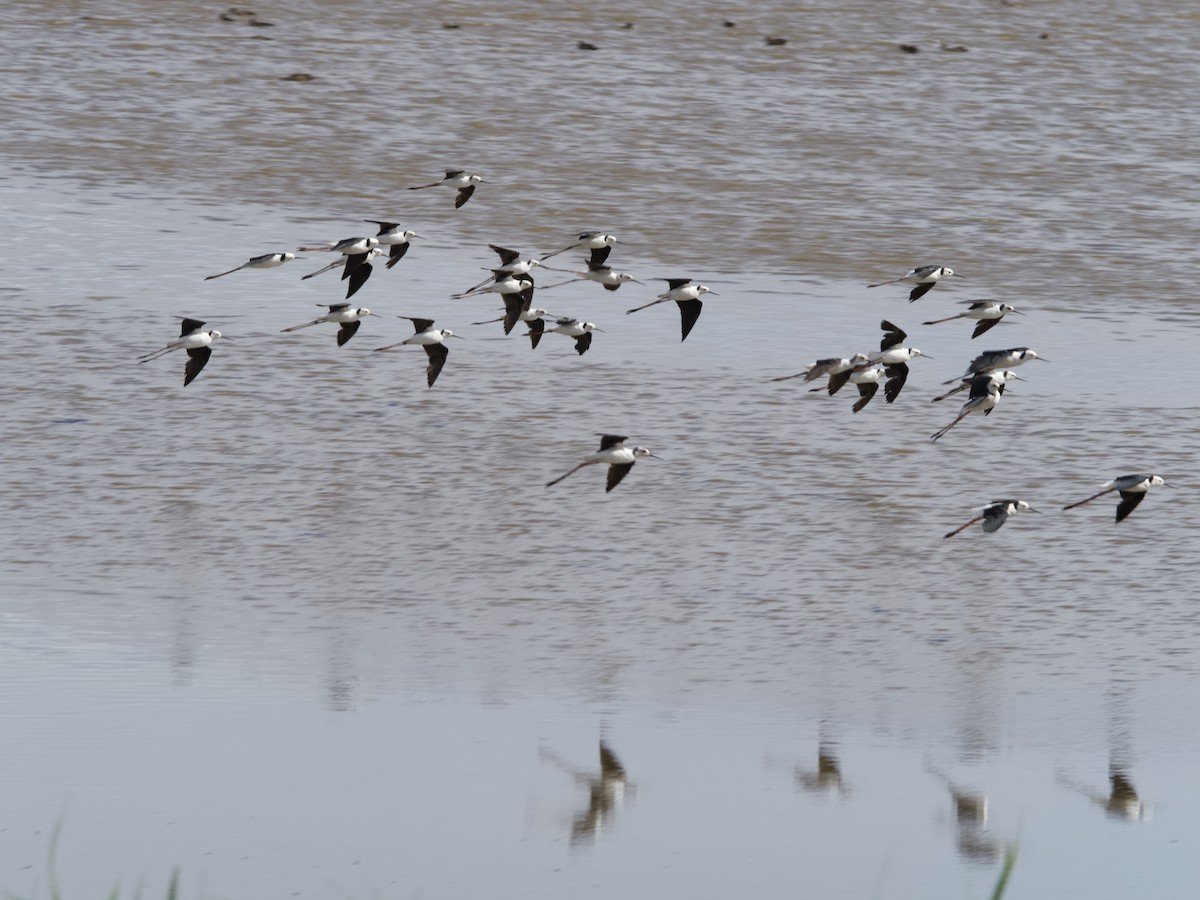 Pied Stilt - ML610463131