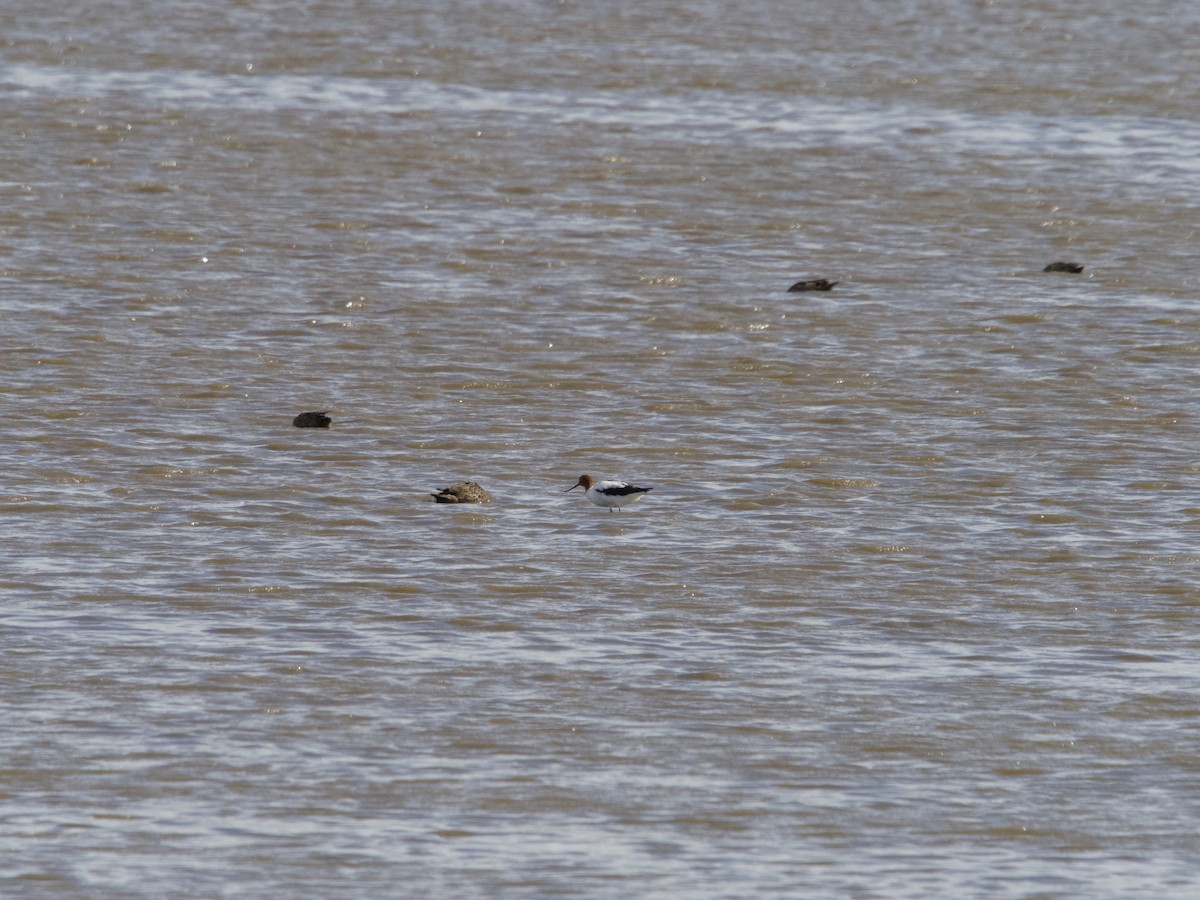 Red-necked Avocet - ML610463135