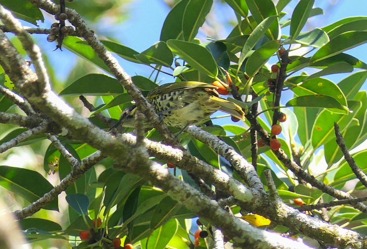 Spotted Honeyeater - ML610463158