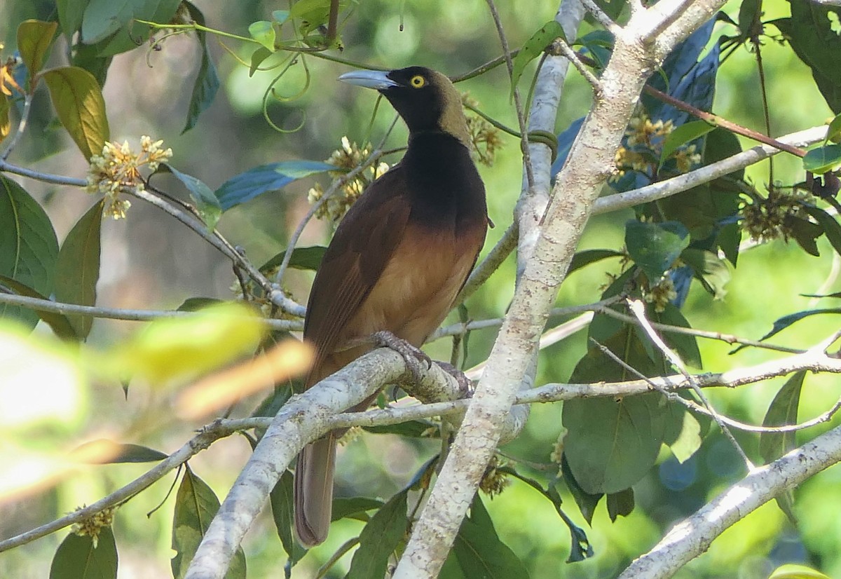 Raggiana Bird-of-Paradise - ML610463200