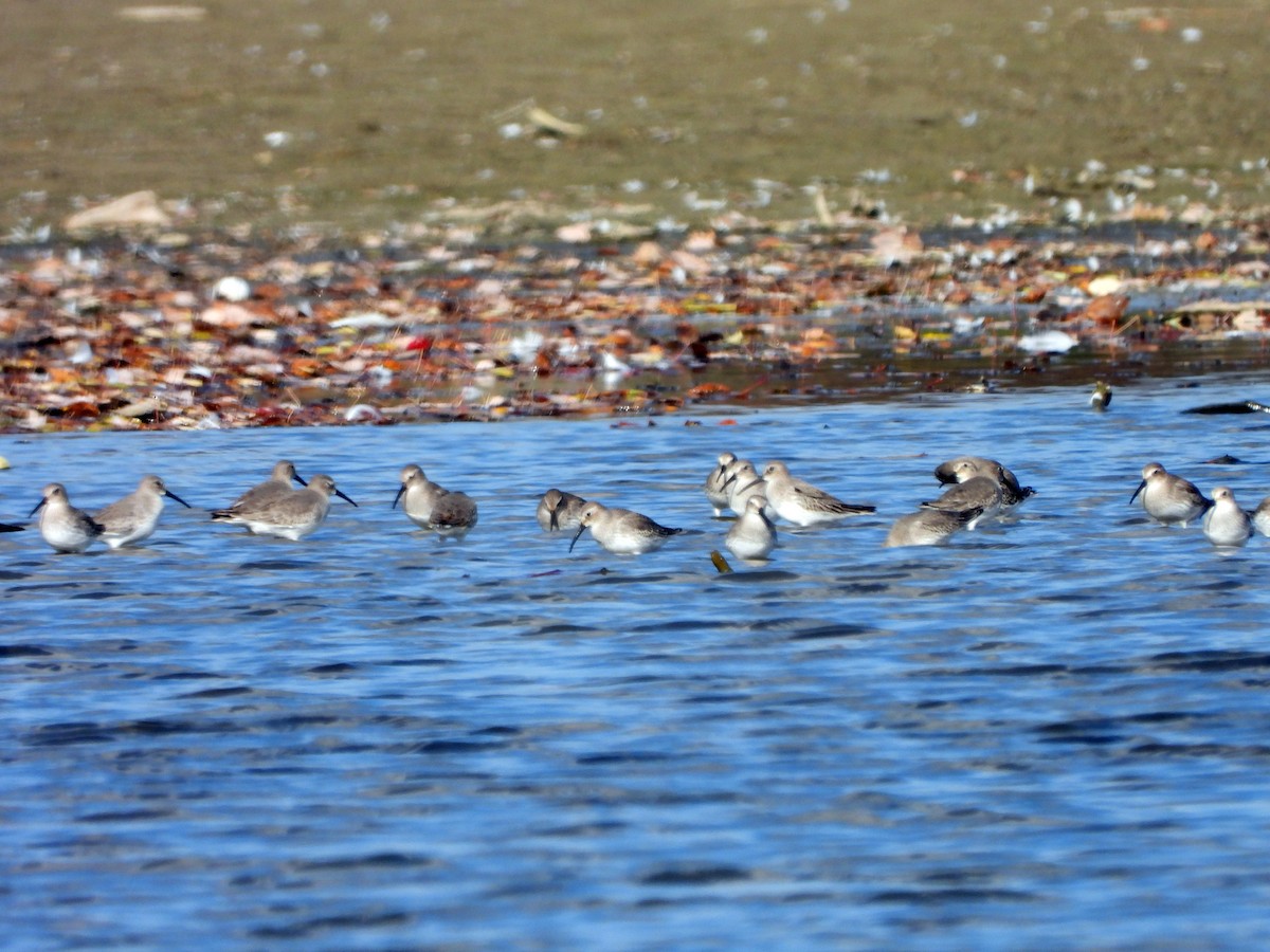 Alpenstrandläufer - ML610463294