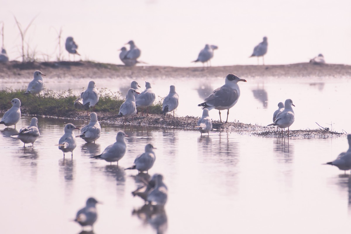 Pallas's Gull - ML610463376