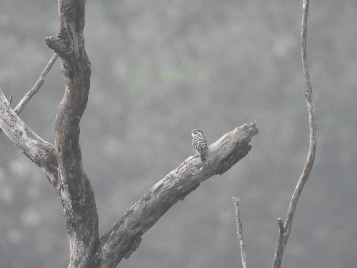 Brown-capped Pygmy Woodpecker - ML610463380