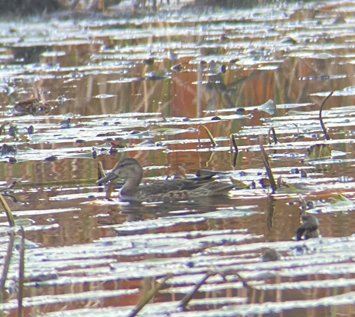 Blue-winged Teal - ML610463437