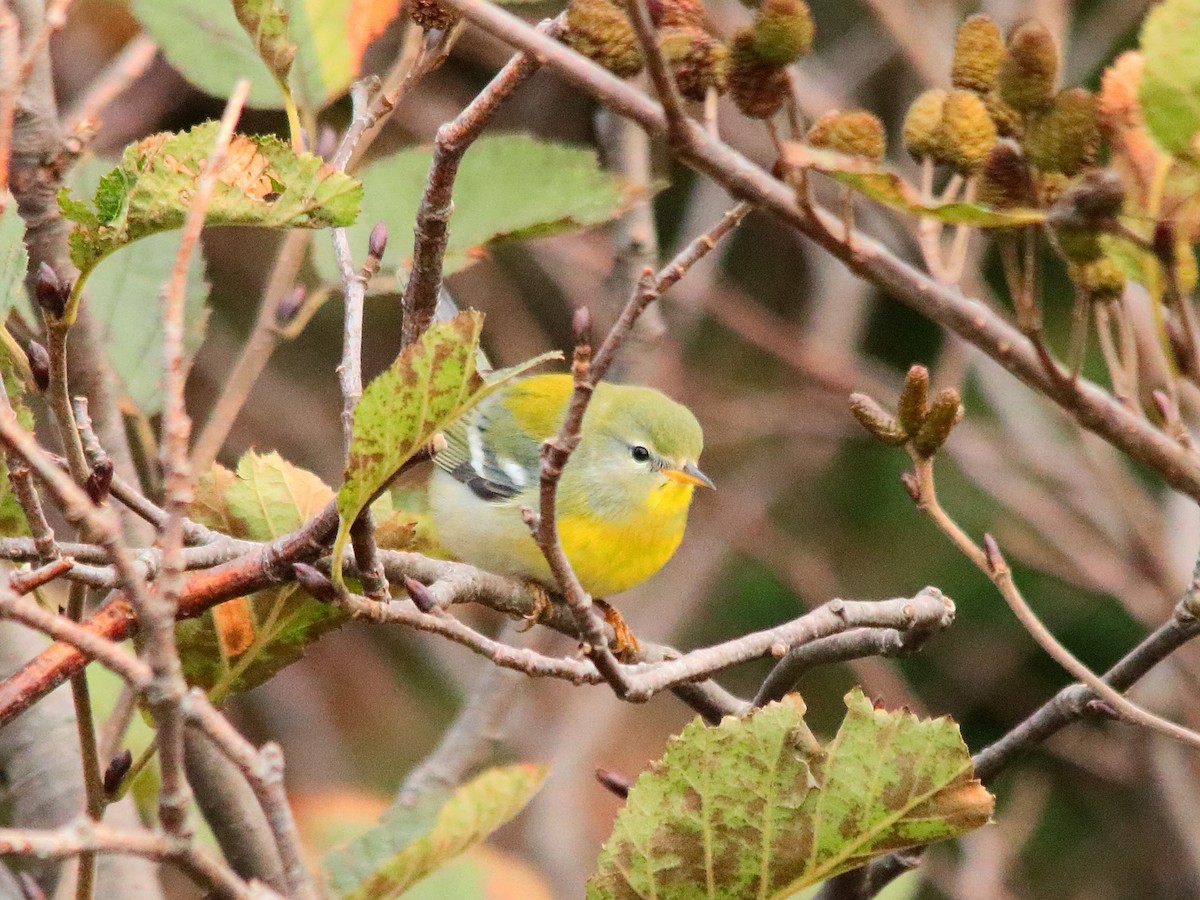 Northern Parula - ML610463590