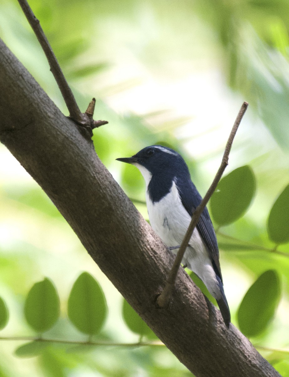 Ultramarine Flycatcher - Mark  Menezes