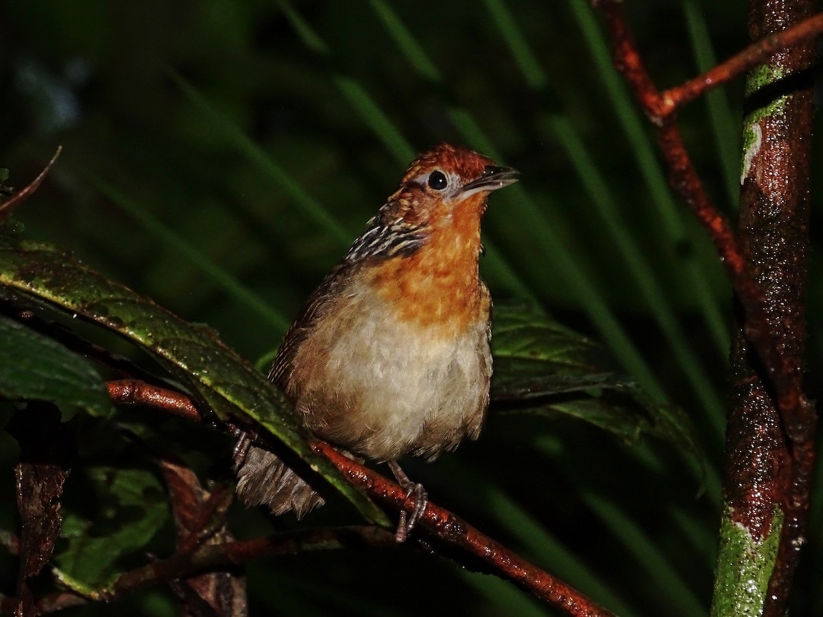 Musician Wren - ML610463677