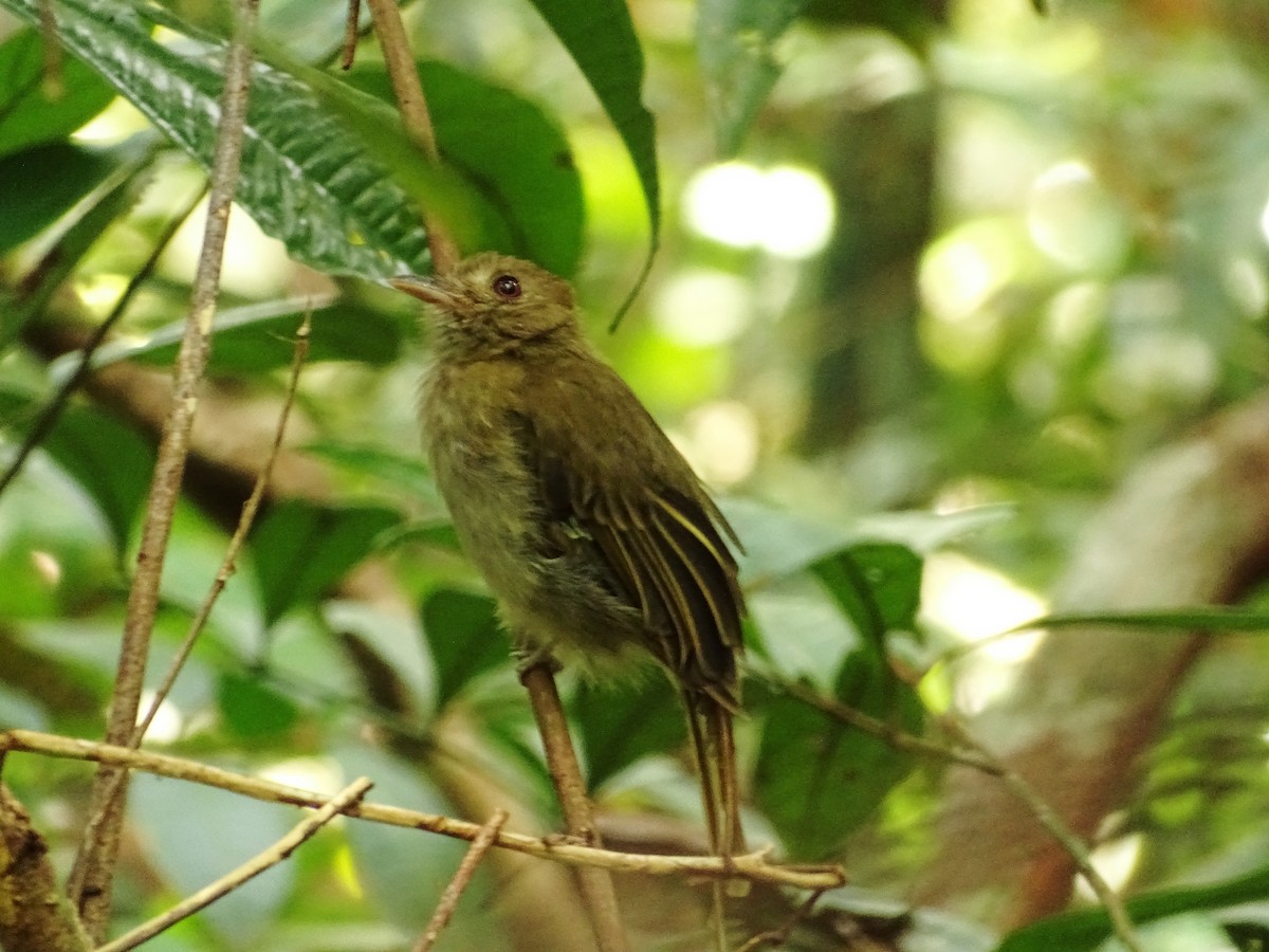 Brownish Twistwing - ML610463701