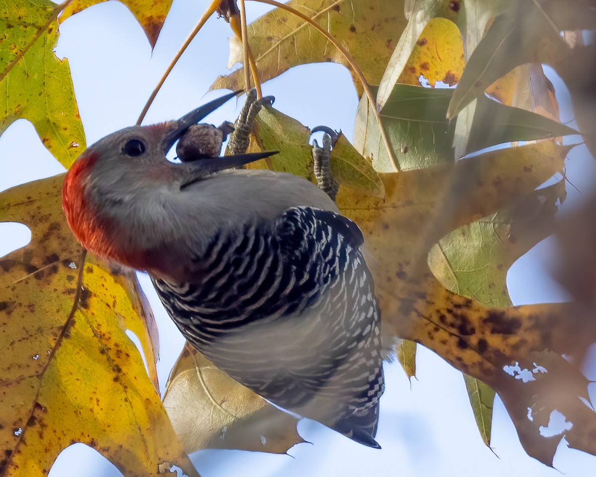Red-bellied Woodpecker - ML610463790