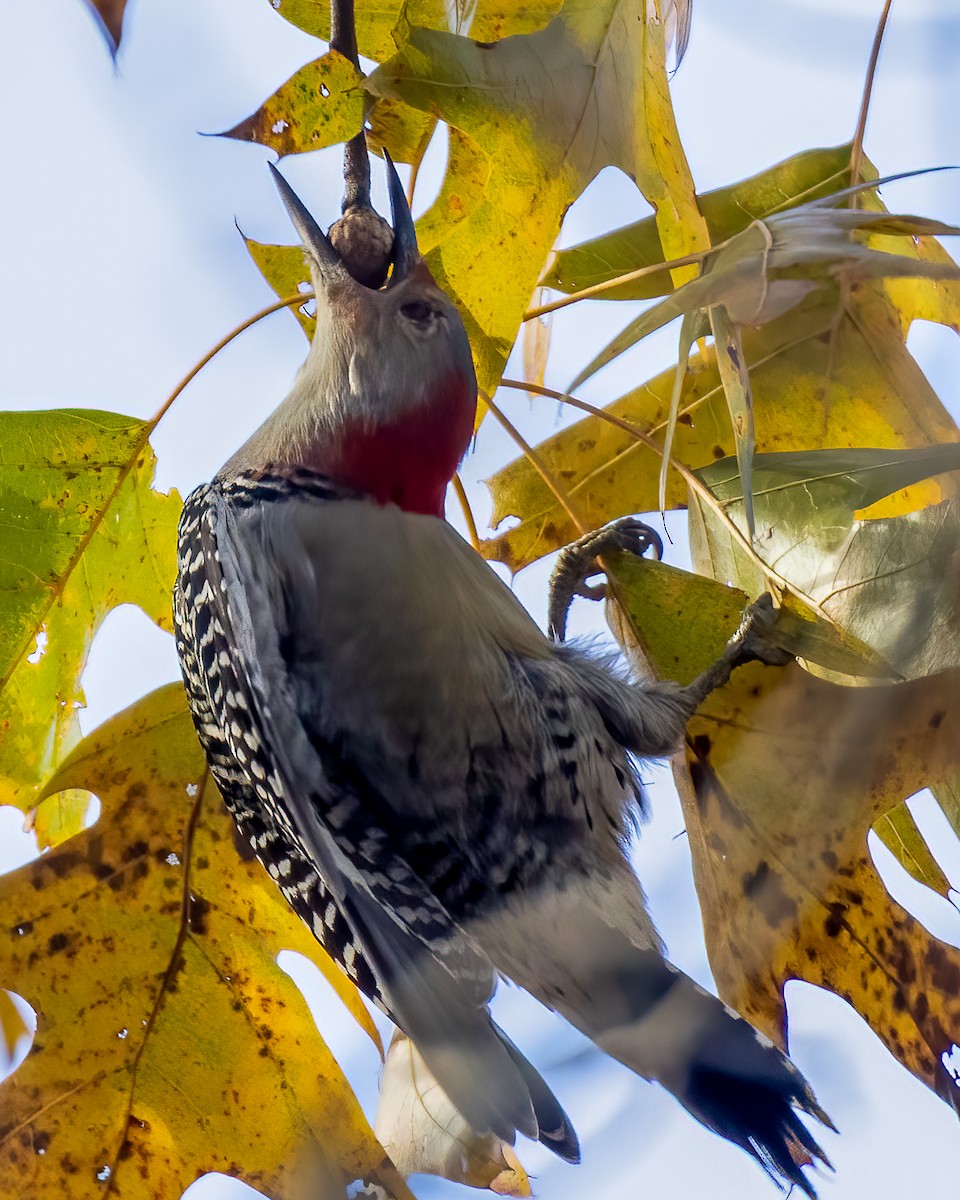 Red-bellied Woodpecker - ML610463791