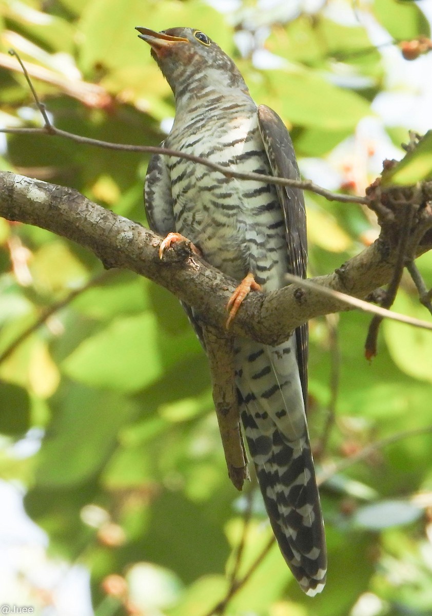 Lesser Cuckoo - ML610463828