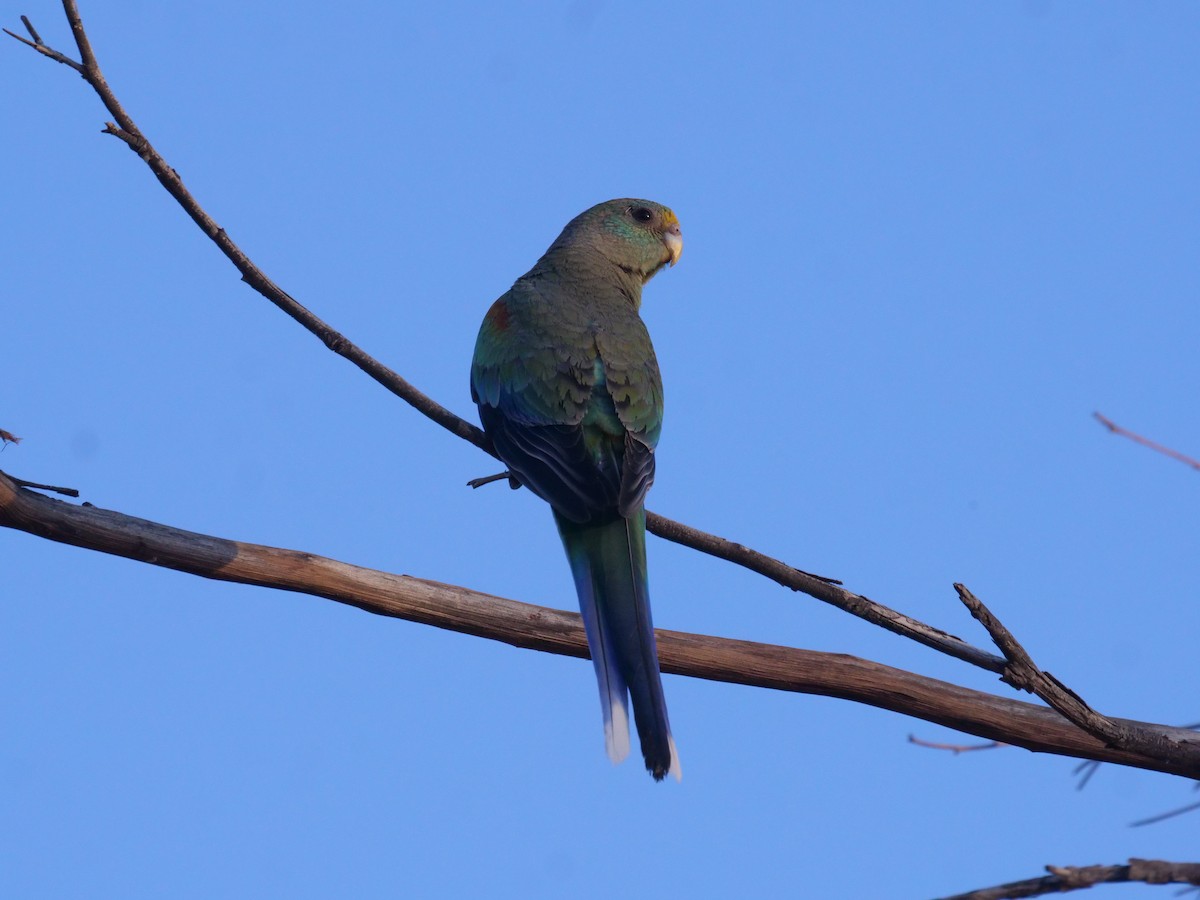 Разноцветный попугайчик - ML610463897