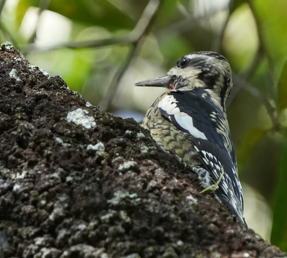 Yellow-bellied Sapsucker - ML610464016