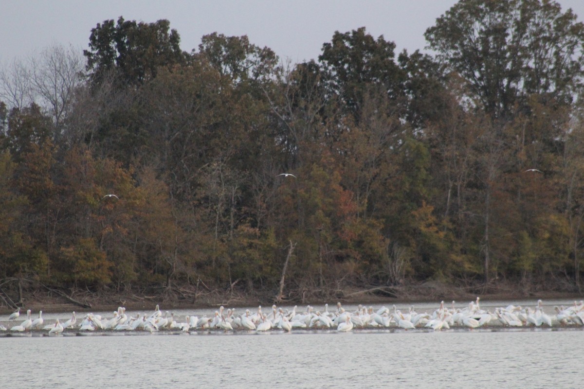 American White Pelican - ML610464038