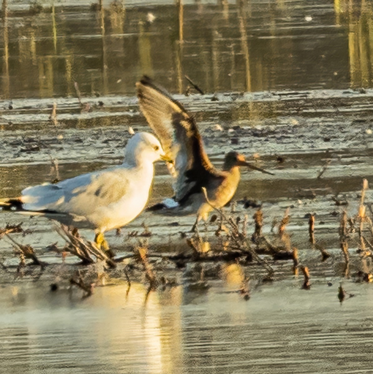 Hudsonian Godwit - ML610464205