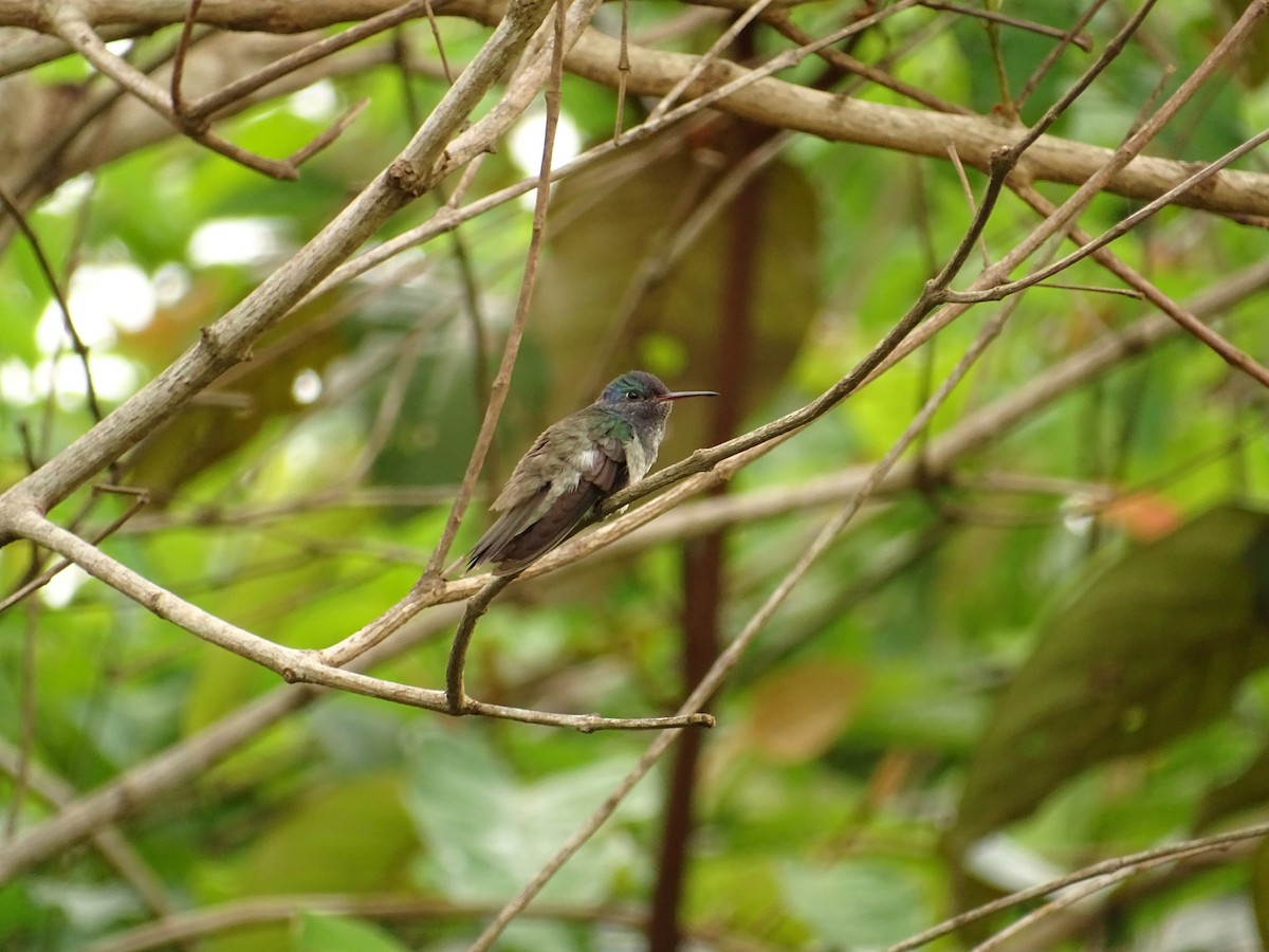 kolibřík pestrý (ssp. rondoniae) - ML610464351