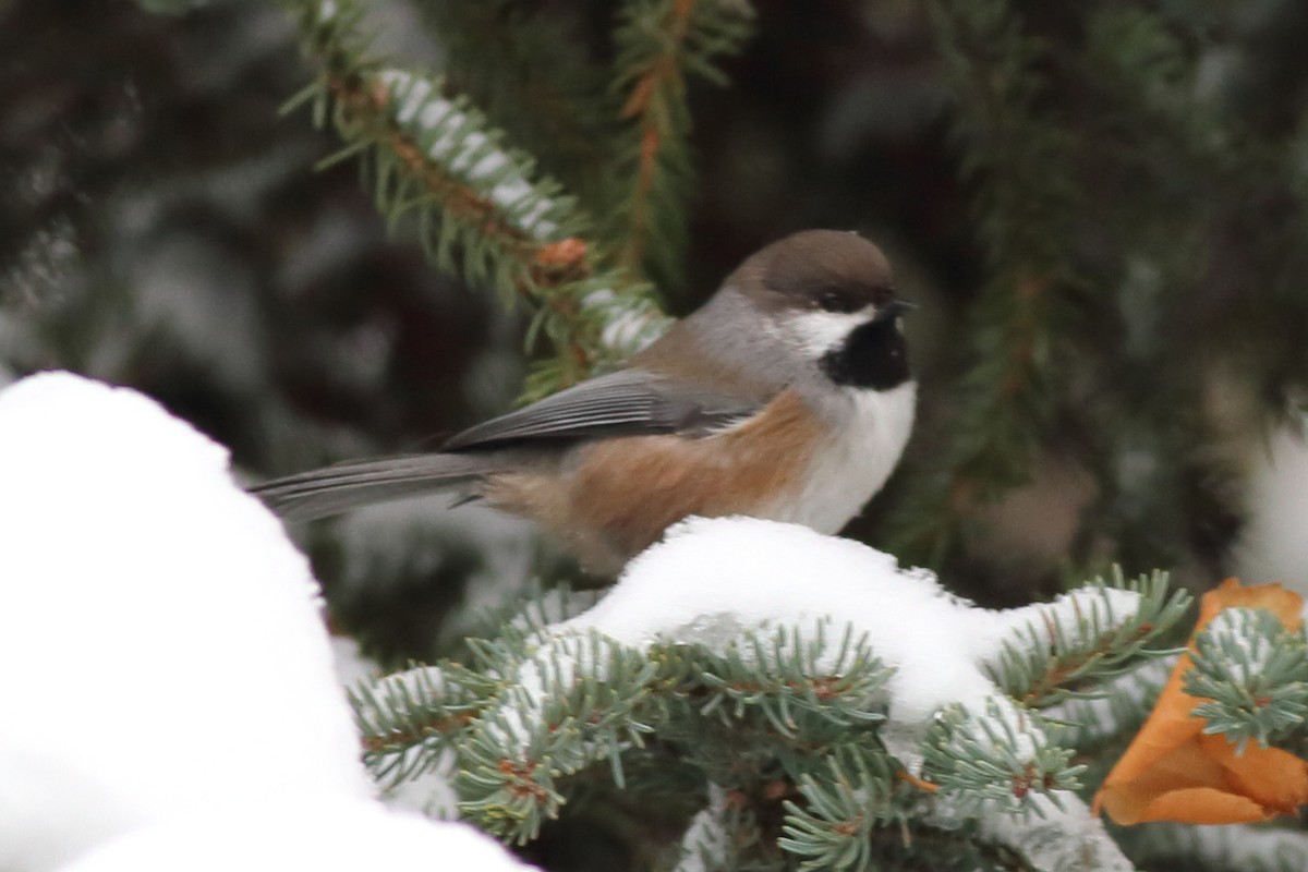 Boreal Chickadee - ML610464382