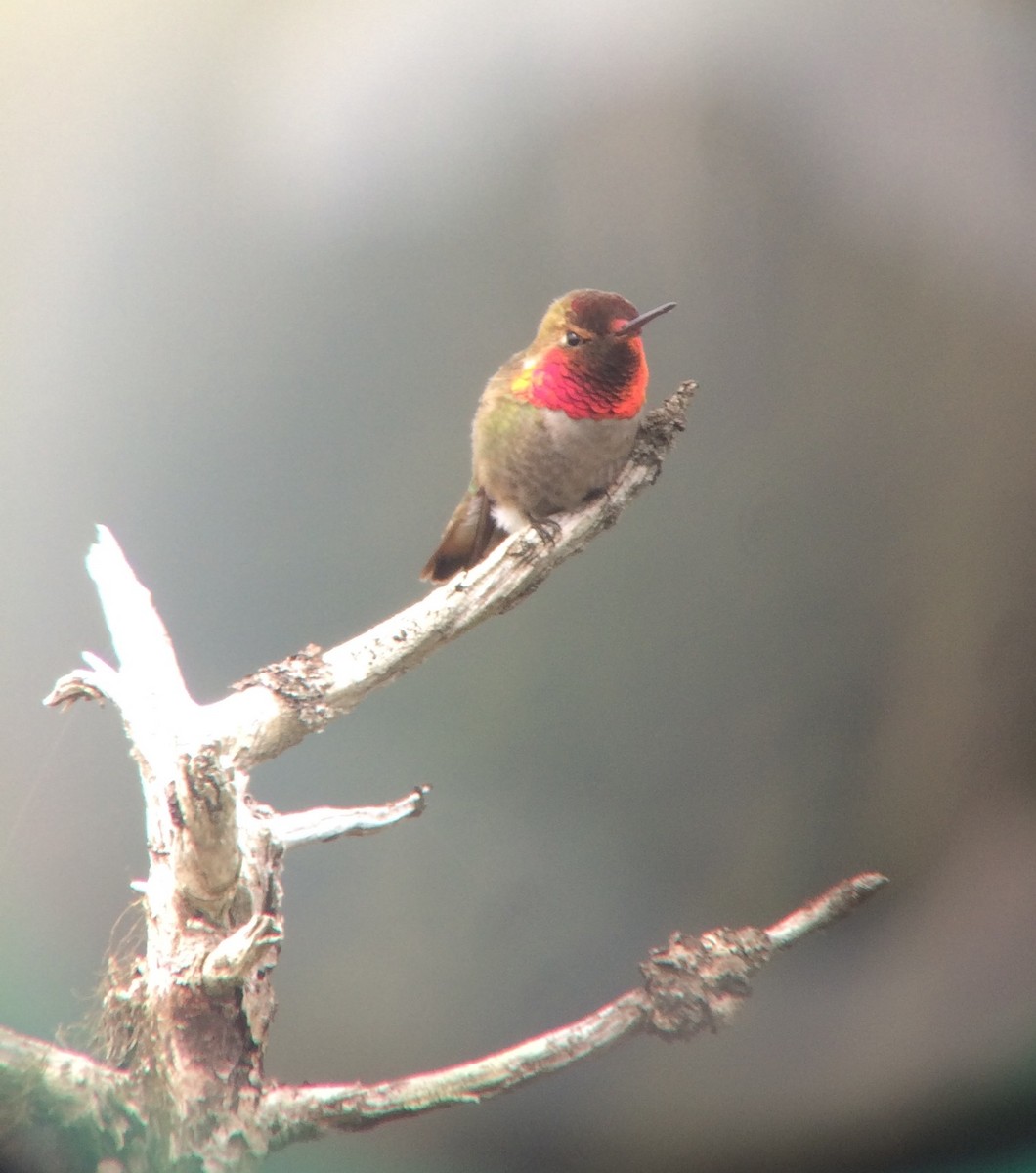 Anna's x Rufous Hummingbird (hybrid) - Gus van Vliet