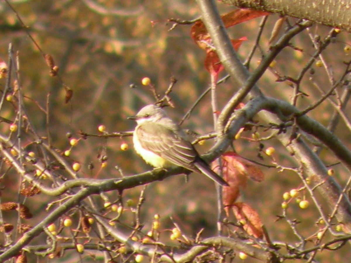 Western Kingbird - ML610464466