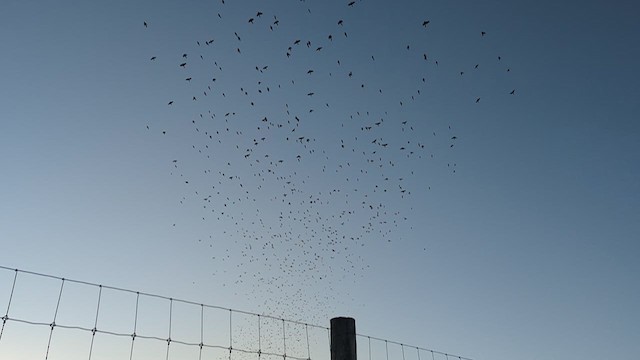 Common Grackle - ML610464539