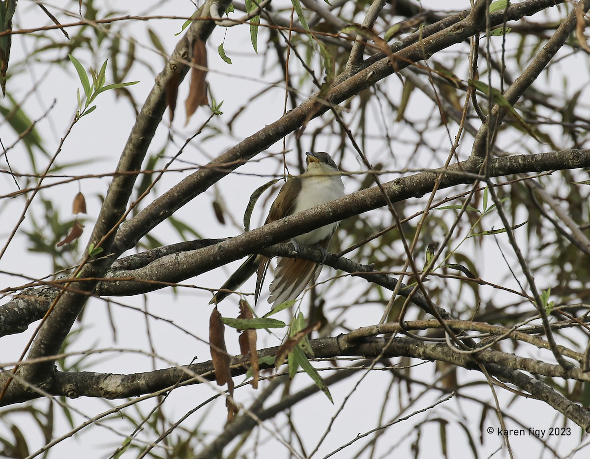 Yellow-billed Cuckoo - ML610464688