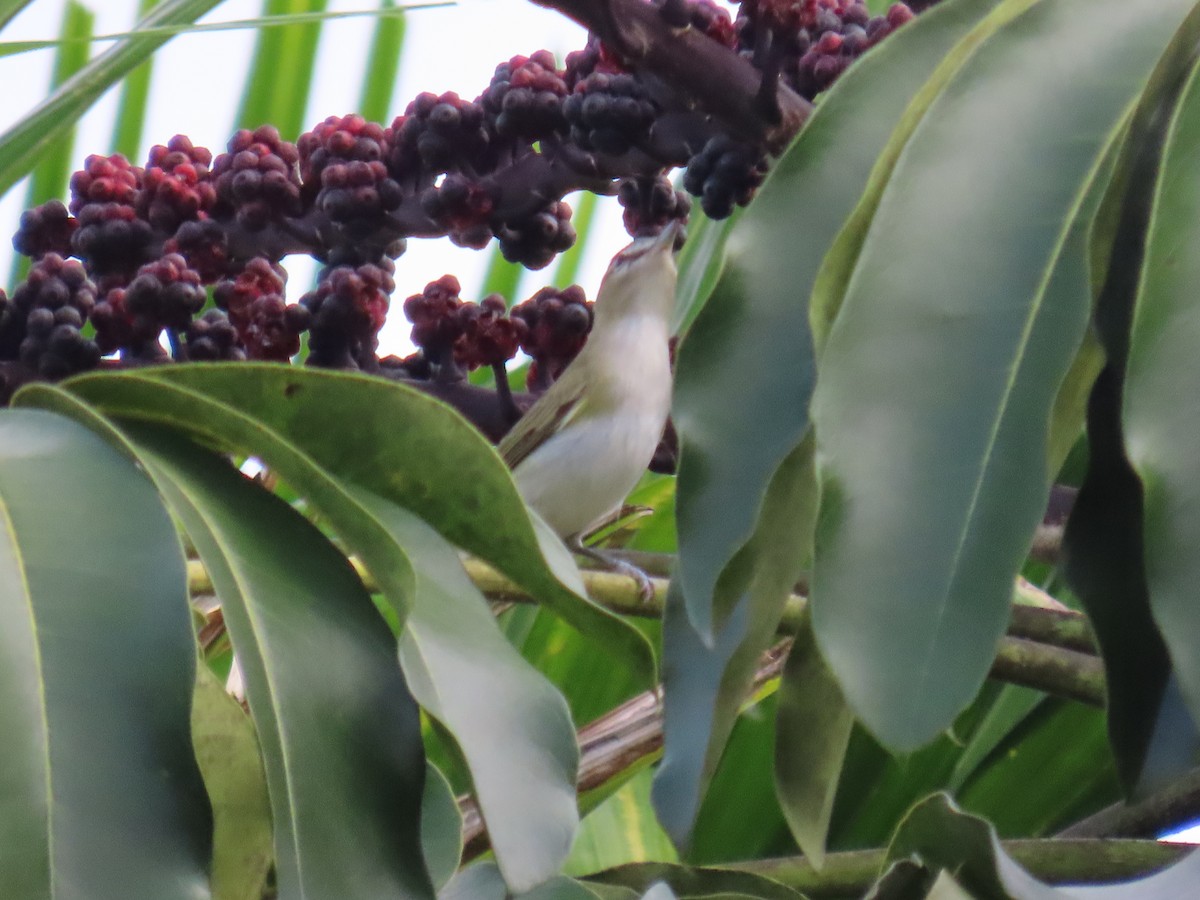 Red-eyed Vireo - ML610464798