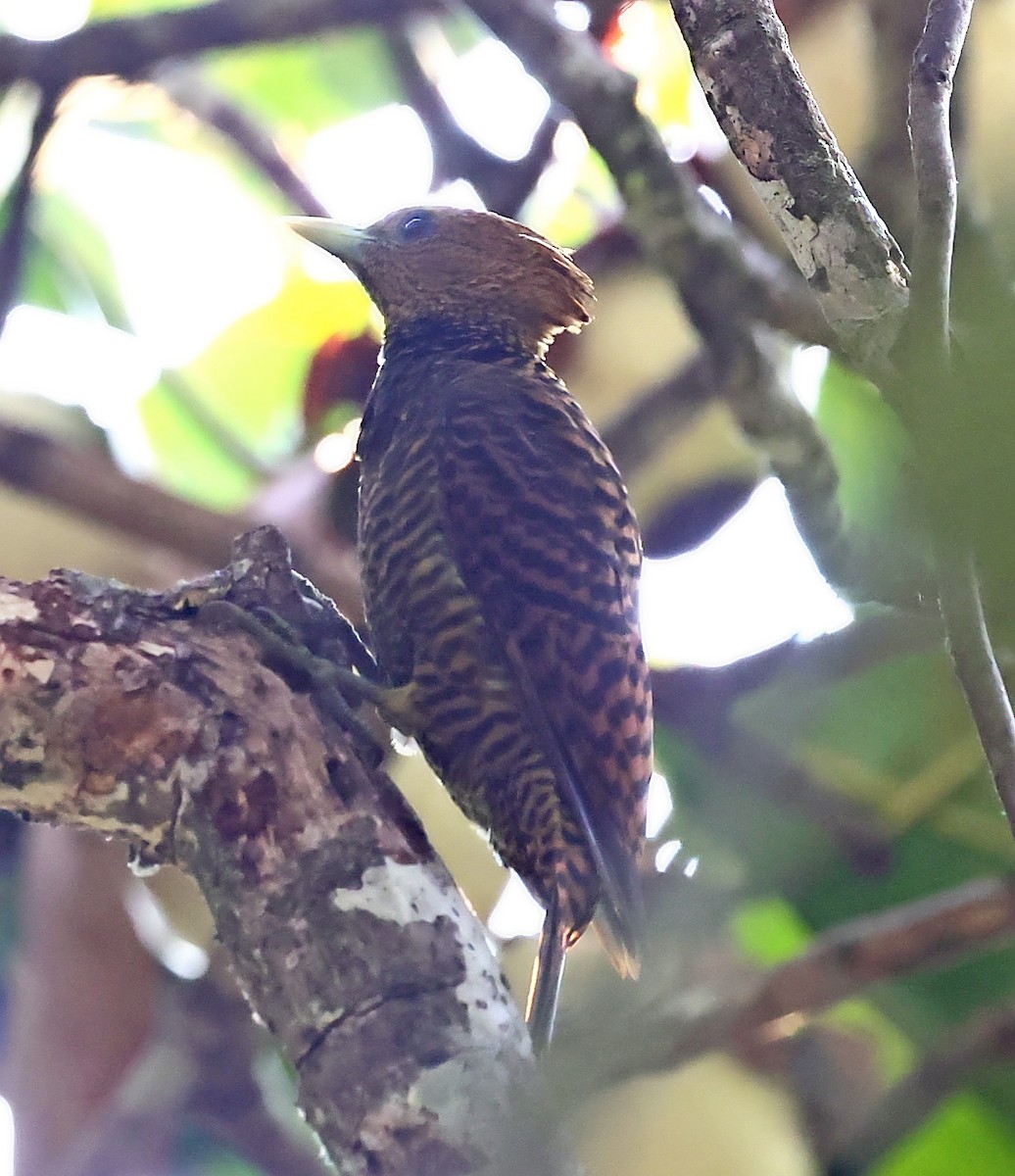 Waved Woodpecker (Waved) - ML610464838