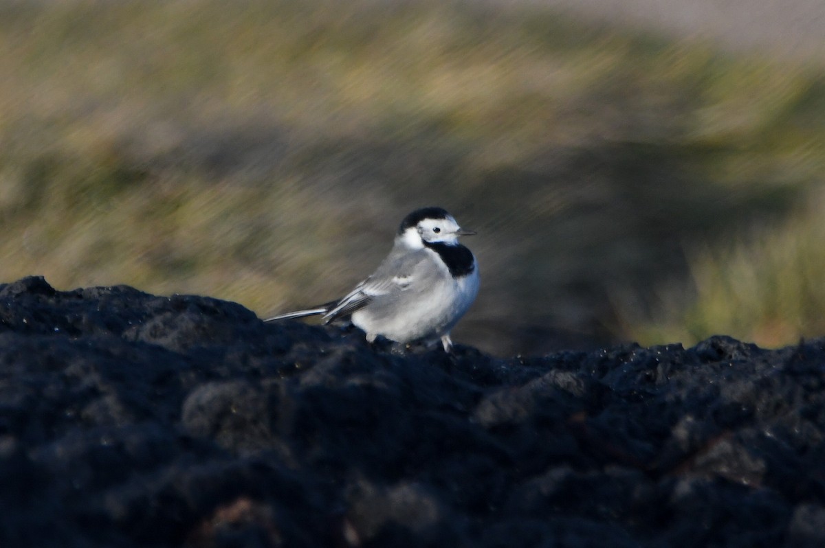 White Wagtail (White-faced) - Benjamin Filreis