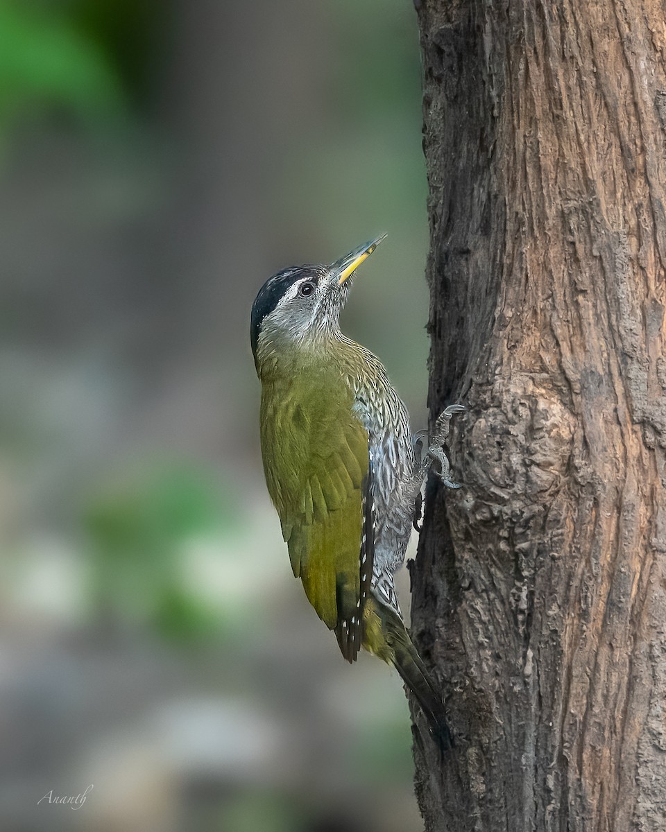 Streak-throated Woodpecker - Ananth Vemana