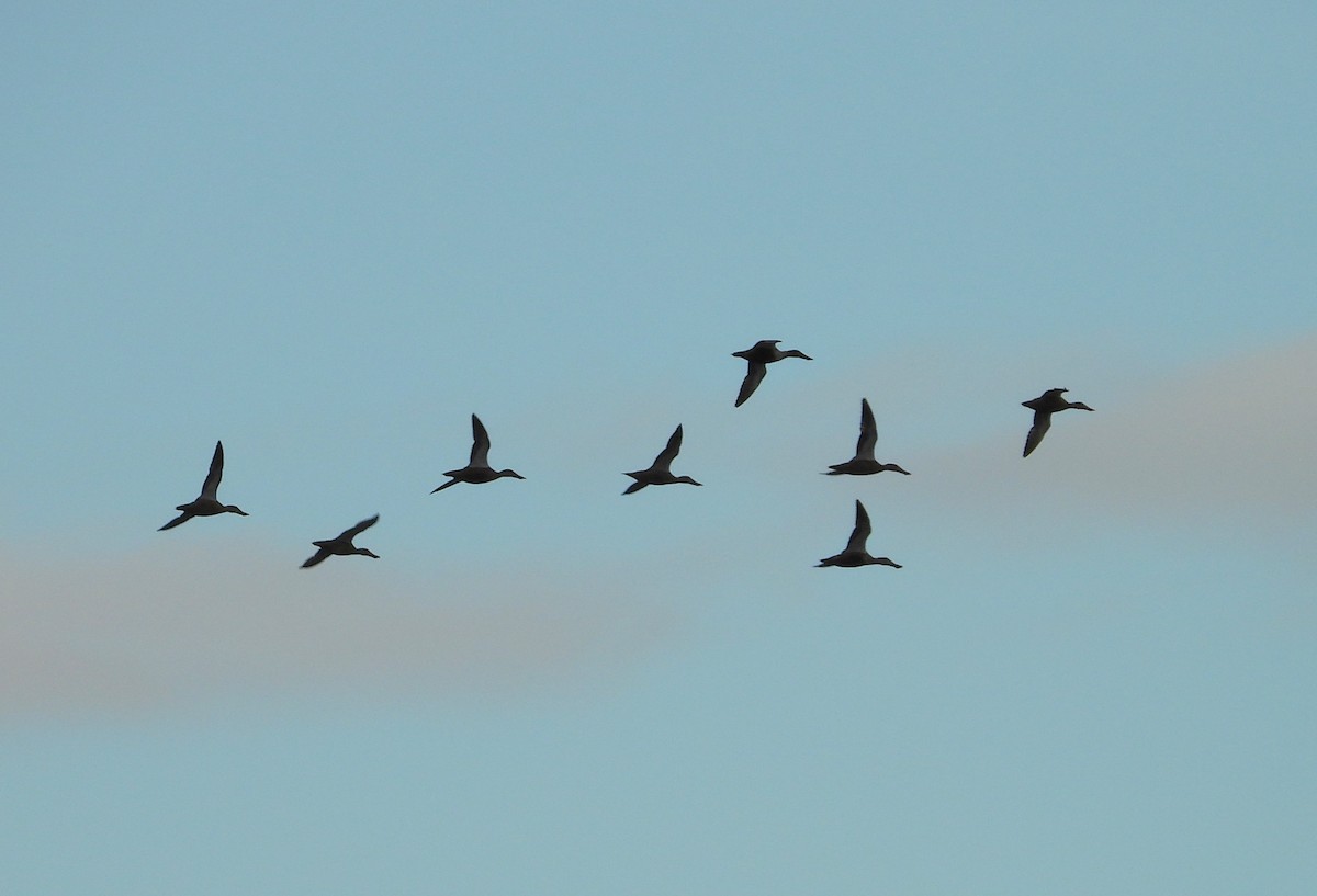 Northern Shoveler - Adam Wilczek