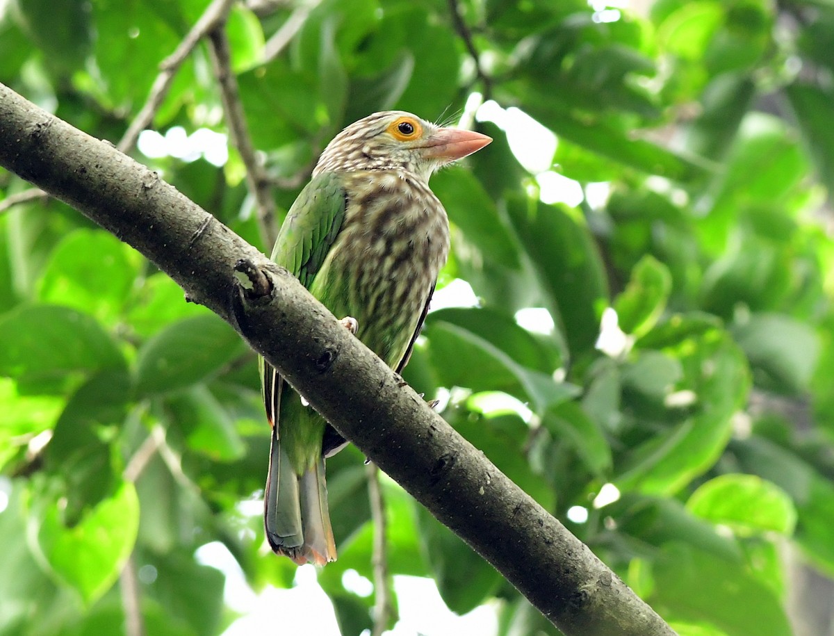 Lineated Barbet - ML610464917