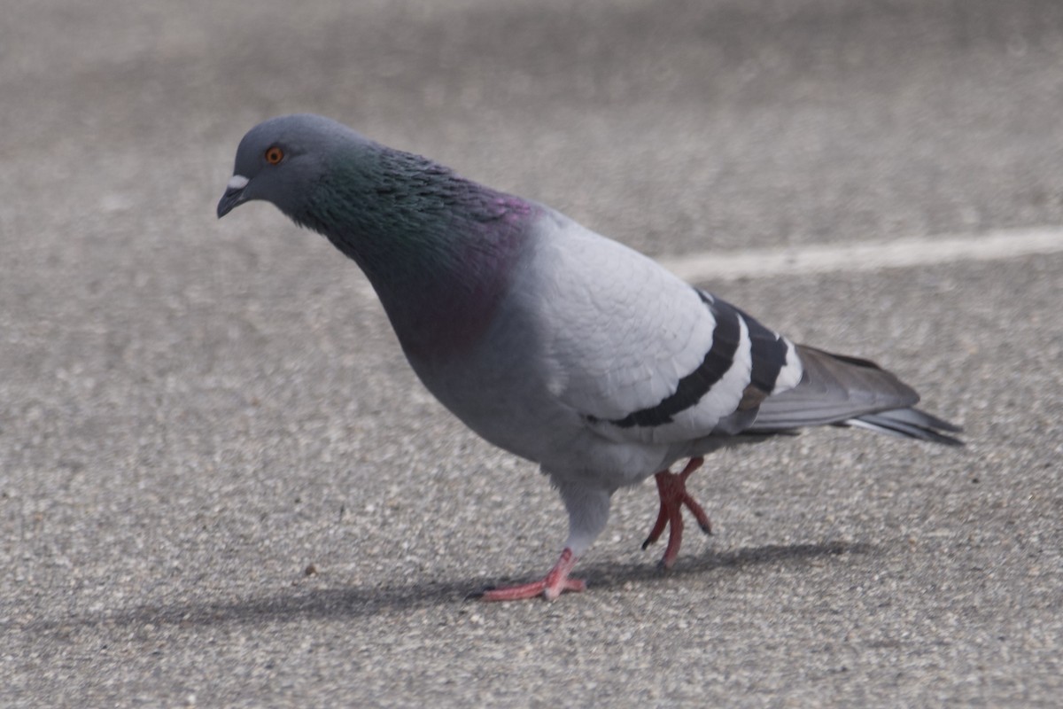 Rock Pigeon (Feral Pigeon) - ML610464949