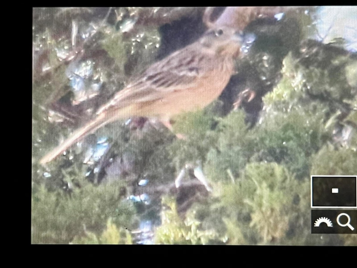 Rock Bunting - ML610464999