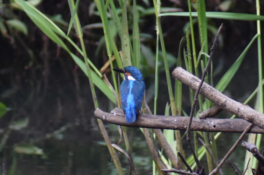 Common Kingfisher - ML610465085