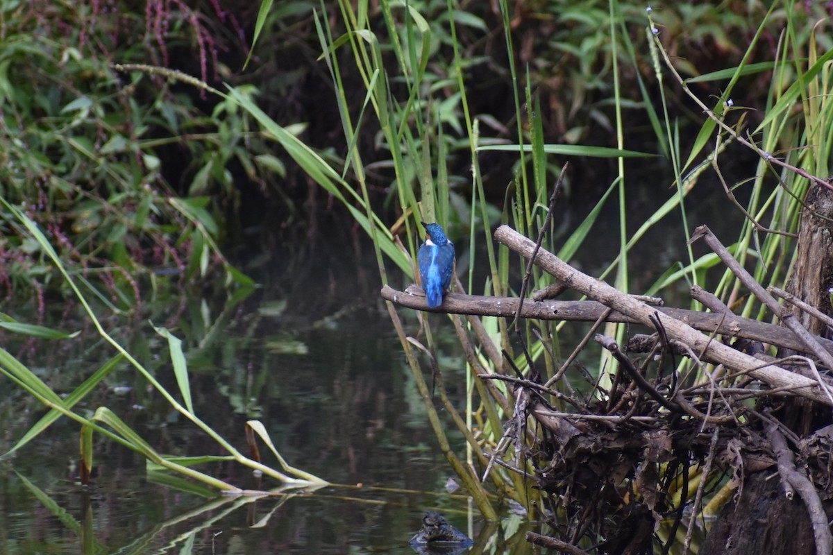 Common Kingfisher - ML610465087